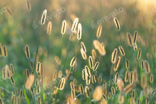 Preview: Summer time. Outdoor grass sunlit from behind with sunset light.