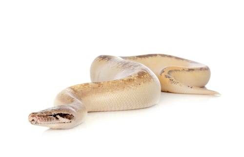 Preview: Python brongersmai in studio