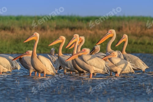 Preview: white pelicans (pelecanus onocrotalus)