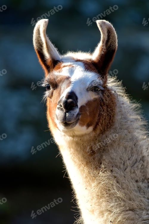 Preview: Alpaca a portrait
