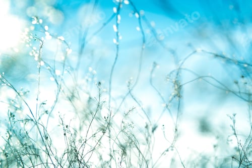 Preview: Beautiful tender plants in sunlight on the field autumn