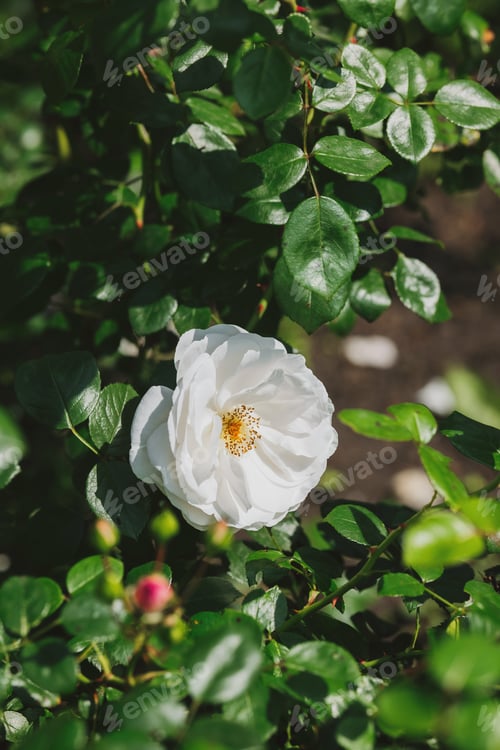 Preview: Beautiful white rose blooming among lush green leaves in a garden