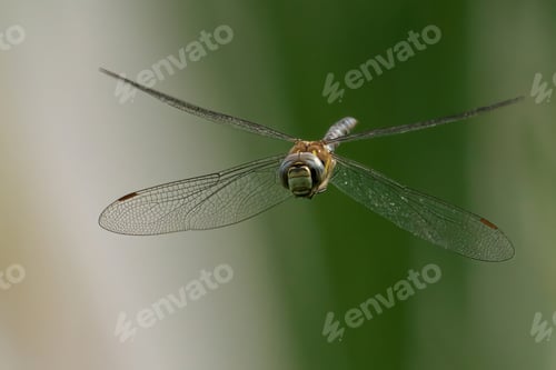 Preview: Shot of a migrant hawker soaring through the sky against a vibrant blue background