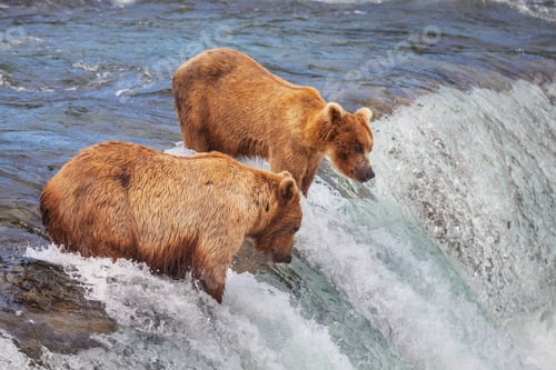 Preview: Bear on Alaska
