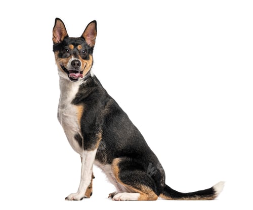 Preview: Mixed breed dog sitting on white background looking