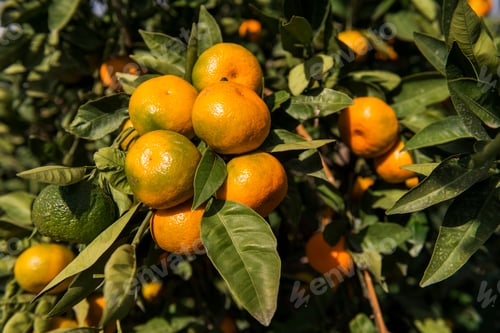 Preview: Branches with ripe tangerines against blue sky