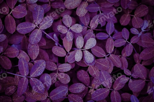 Preview: Purple leaf plant textured background