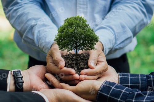 Preview: Group of business man hands holding tree. care, saving and energy.