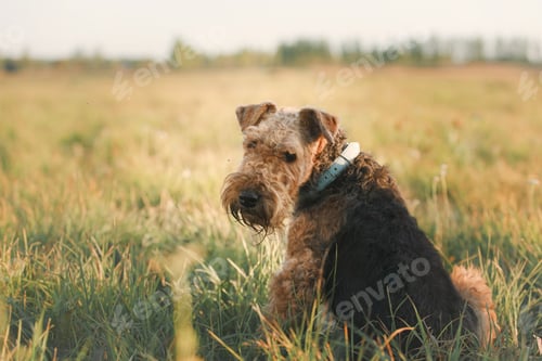 Preview: dog, pet, terrier, dogs