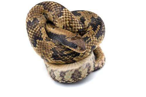 Preview: False water cobra isolated on white background