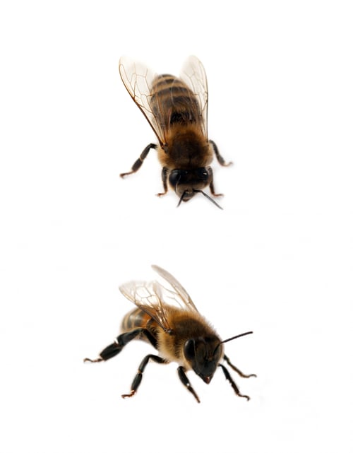 Preview: two bees isolated