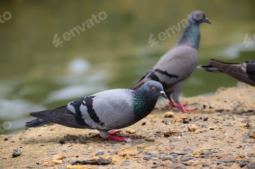 Preview: A flock of hungry pigeons feeding in the junk food in the streets near the water stream.