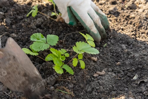 Preview: hand planting sprout in soil with sunset Planting young seedlings of berry plants in soil in spring.
