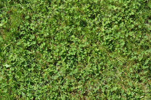 Preview: Green lawn with fresh grass outdoors on sunny day, top view
