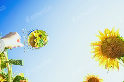 Preview: Sunflower field crops in a sunny day