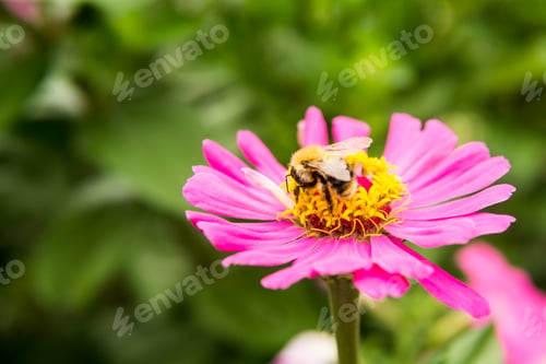 Preview: Beautiful pink flowers growing in the garden. Gardening concept, close-up. The flower is pollinated
