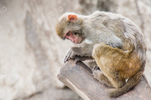 Preview: Monkey portrait in the wild