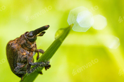 Preview: Small insects macro details texture kenya east africa