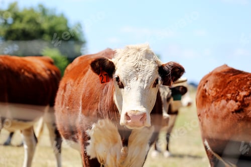 Preview: Herd of cattle in the pen outdoor in Mudgee, Australia