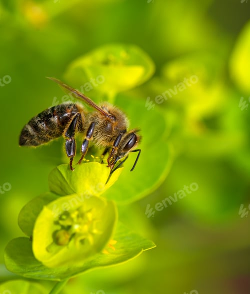 Preview: Bee collecting nectar on a flower blossom