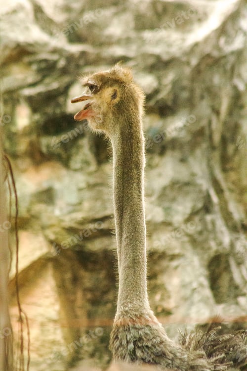 Preview: Head of Struthio camelus