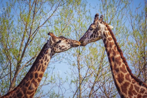 Preview: Closeup shot of two giraffes kissing with trees in the background
