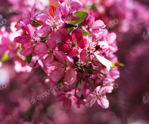 Preview: Spring pink blossom