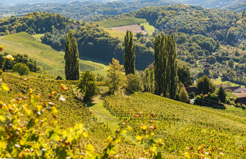 Preview: Poplar trees on grapevine field in Styria, Austria