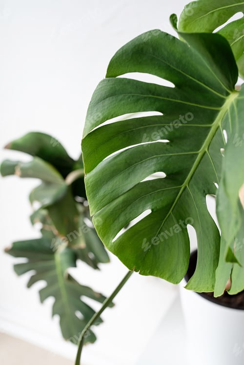 Preview: Green tropical monstera plants on toilet table in light and airy interior of room, closep