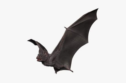 Vista previa: Murciélago vampiro común