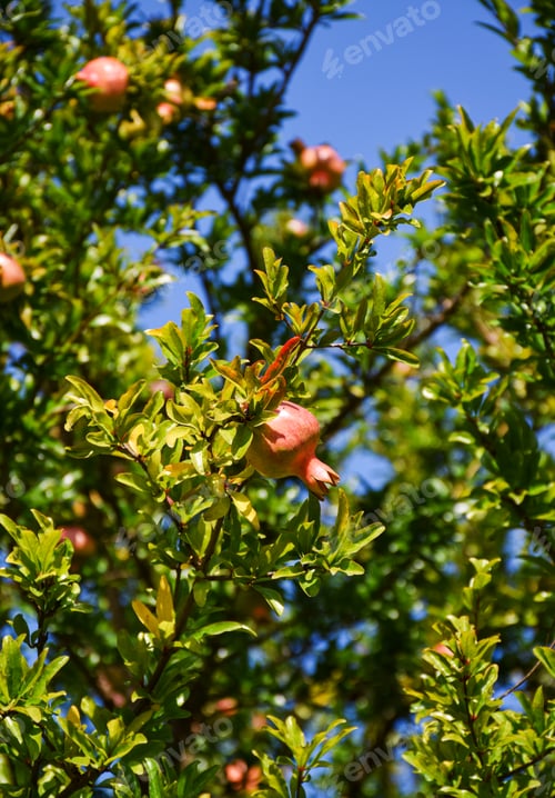 Preview: Young red pomegranate fruits grow on a tree on a sunny summer day