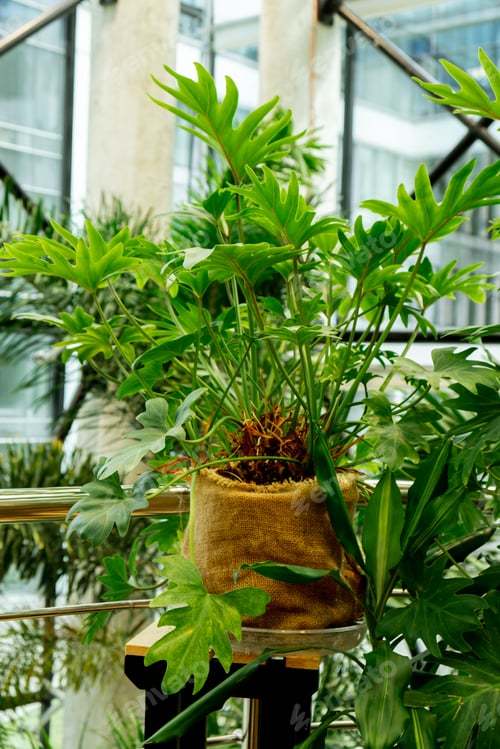 Preview: Green plants in botanical garden. Fresh natural background. Greenery interior. Fragment of the