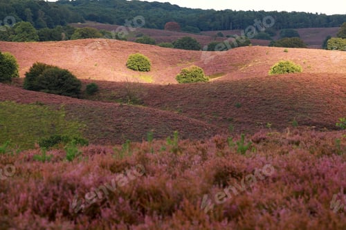 Preview: sunlight and shadow on heather flowering hills