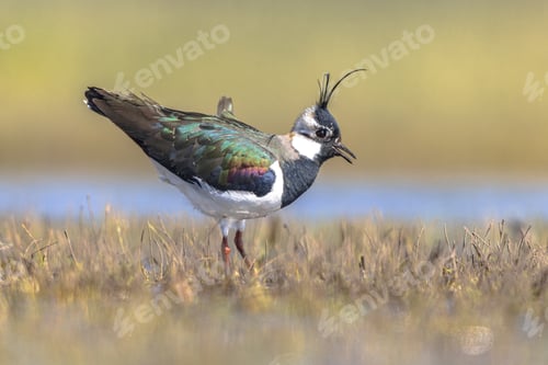 Preview: Northern Lapwing Display Behaviour