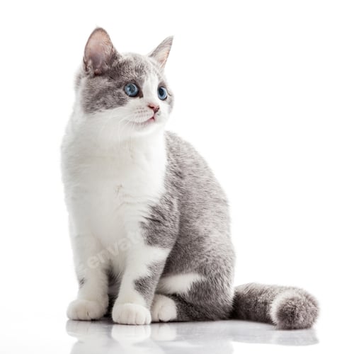 Preview: kitten on a white background. gray kitten