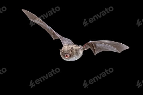 Preview: Daubentons bat flying on dark background