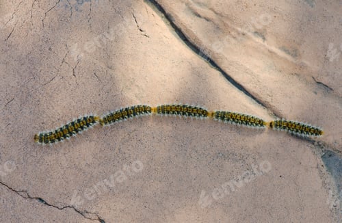 Preview: Close-up shot of pine processionary caterpillars
