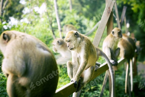 Preview: Amazing Animals