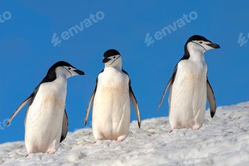 Preview: Chinstrap Penguins - South Shetland Islands - Antarctica