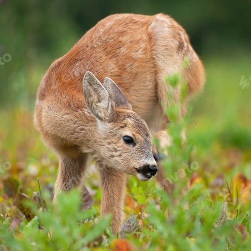 Preview: Young roe deer fawn scratching ear on meadow in summer
