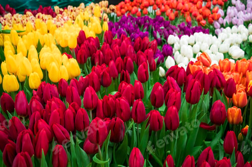 Preview: Growing tulips. Fresh flowers in the farm field.