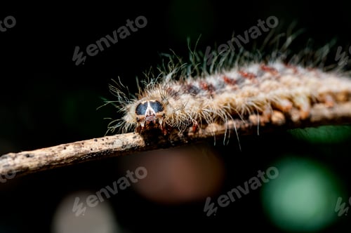 Preview: Caterpillar on plant branch in forest