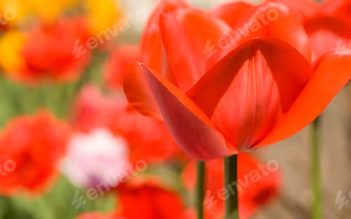 Preview: Red Tulip bud in the garden