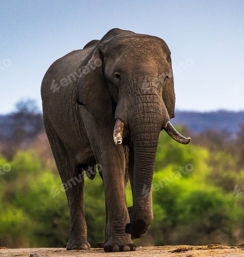 Preview: A Beautiful Wildlife in the World in pictures