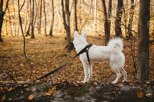 Preview: Cute dog standing on old fallen tree in sunny autumn woods. Hiking with pet in fall forest