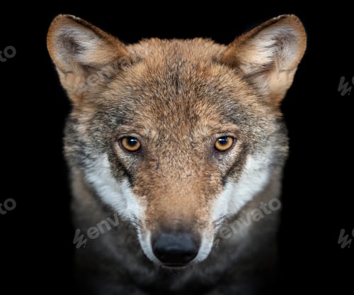 Preview: Close up portrait of a grey wolf (Canis Lupus)