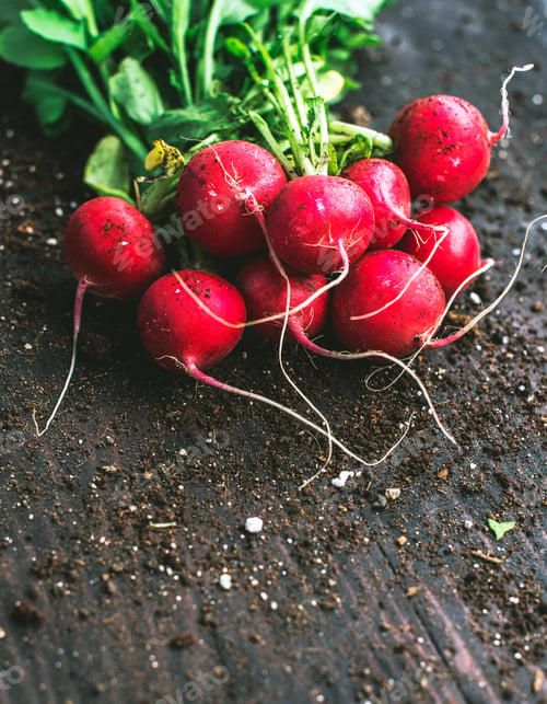Preview: Close up of bunch of radishes