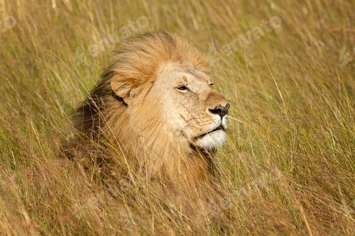 Preview: Lion male in National park of Kenya