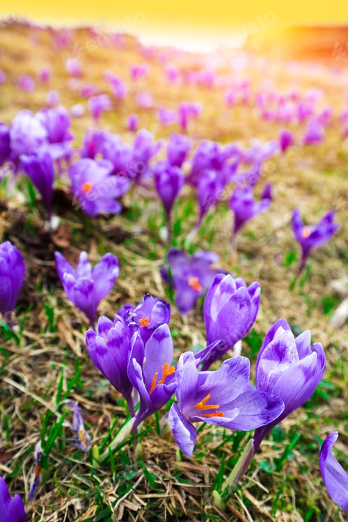 Preview: Purple crocus flowers in snow awakening in spring
