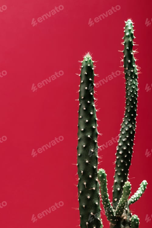 Preview: Tall green cacti with small spines against a deep red background.